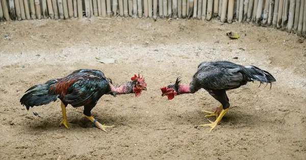20 facts about cockfighting you should know