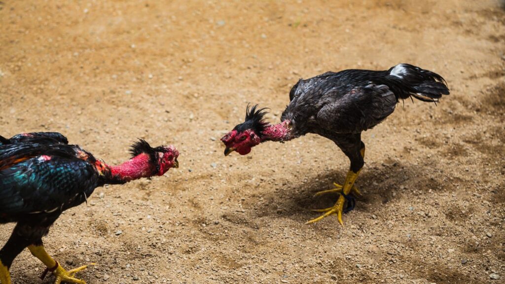 20 facts about cockfighting you probably haven't heard