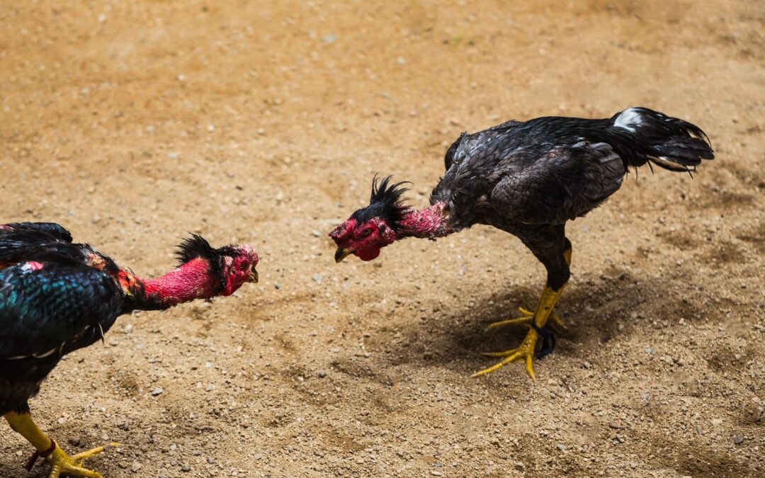 20 facts about cockfighting you probably haven’t heard